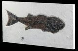 Mioplosus Fossil Fish - Green River Formation, Wyoming #13261-3